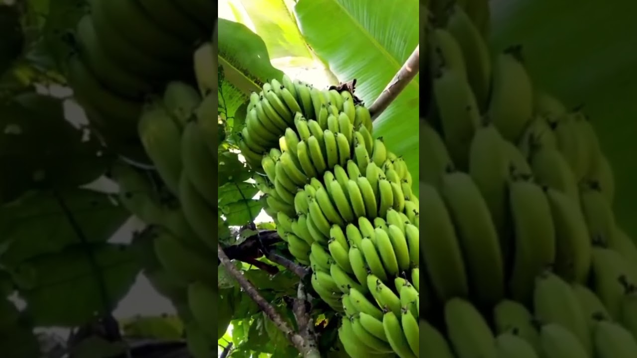 ¿Cómo se comparan los diferentes sistemas de producción de cacao en Bolivia?   #ecotop #naturaleza