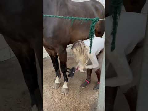 , title : 'Time for a bath 🛁🐴 #equestrian #horse #horselover #horseriding'