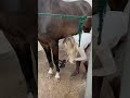 Time For A Bath Equestrian Horse Horselover Horseriding
