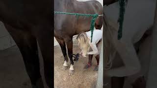 Time for a bath 🛁🐴 #equestrian #horse #horse