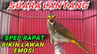 Download lagu CUCAK WILIS | RENGGANIS GACOR CEPAT BIKIN EMOSI LAWAN mp3 Download lagu CUCAK WILIS | RENGGANIS GACOR CEPAT BIKIN EMOSI LAWAN mp3