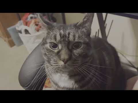 Roblox Midnight Horrors: APRIL FOOLS ONSLAUGHT #102