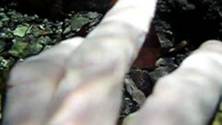 preview picture of video 'phillipines cleaner shrimp walking over my hand'
