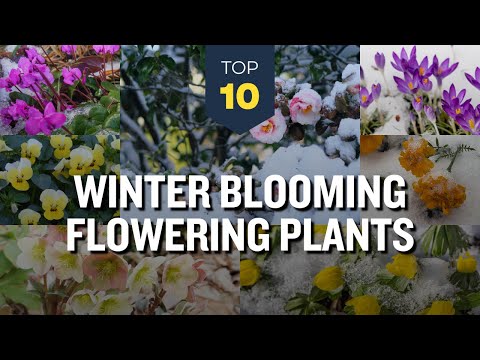 TOP 10 Beautiful Winter Flowering Plants ❄️🌼 Blossoms in Snowy Cold Weather 🌺