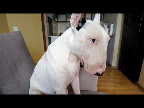 Le bull terrier le plus drôle prouve que tout le monde se trompe sur sa race