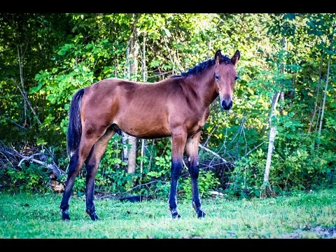 download lagu mp3 mp4 Ponies For Sale Germany, download lagu Ponies For Sale Germany gratis, unduh video klip Ponies For Sale Germany