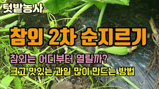 텃밭농사 참외2차순지르기 참외순자르는법 참외 많이 열리게 하는 방법 참외는 어디서 열릴까?