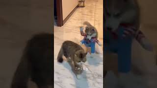 Download lagu Most Funny Cats Today 😂😂😂#cat  #shortvideo #cute #funny #short #funnyvideo mp3