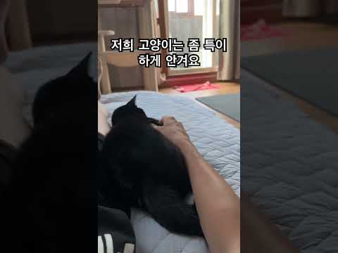 특이하게 안기는 깜냥이