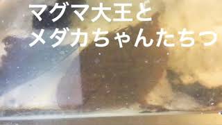 マグマTV、新しい家族！
