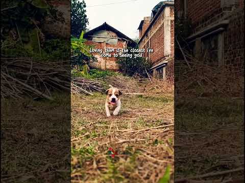 Reel tagged #pets