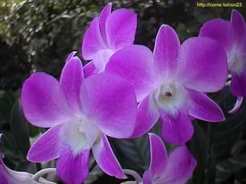 Default-Beautiful Flower (chipmunk)
