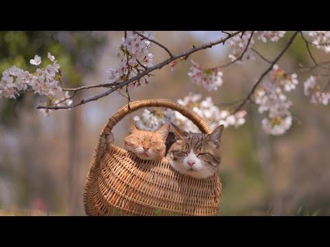 Cats Relax In Cherry Blossoms