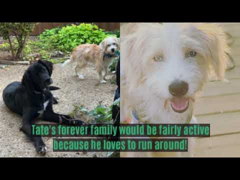 Tate, an adopted Poodle & Terrier Mix in Garland, TX_image-1