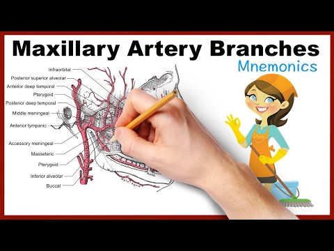 Maxillary Artery Branches Mnemonics