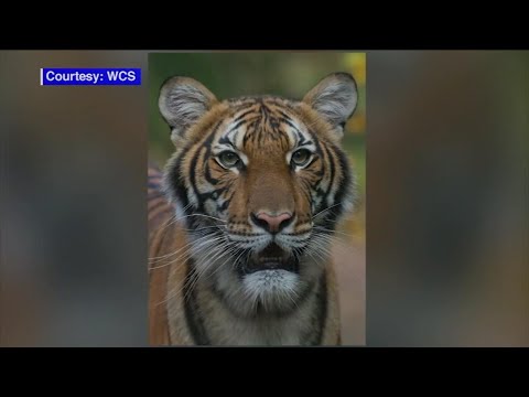 Tiger infected with coronavirus