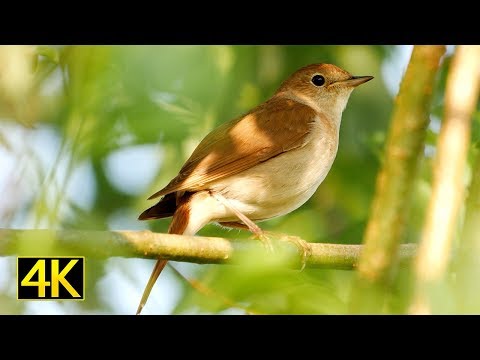 Singende Nachtigall (singing nightingale) / Nationalpark Unteres Odertal / Lumix GH5S 4K