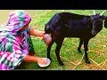 How To Milk A Goat By Hand Milking Goat By Woman Traditional Way To Milk Goat Live Goat Milking