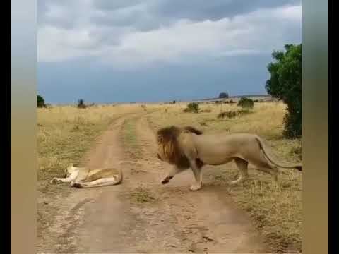 il sonno è sacro. Non svegliate la leonessa che dorme... 😁