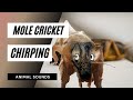 Mole Cricket chirping - mole cricket crickets field cricket chirping