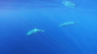 video: New beaked whale species discovered by scientists