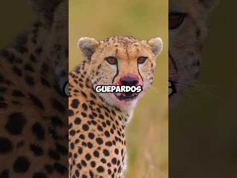 4 animales con debilidades fatales #shorts #curiosidades