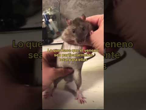 El veneno para ratas es tan efectivo debido a esto.🤯.    #fypシ #datoscuriosos #sabiasque