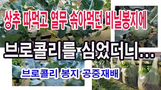 상추 따먹고 열무 솎아먹던 비닐봉지에 브로콜리를 심었더니 -브로콜리 봉지 공중재배(채소 비닐봉지 재배, 채소…