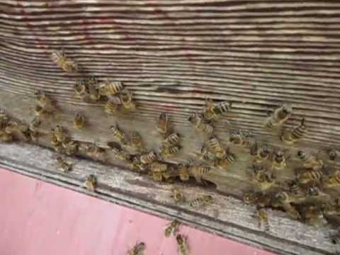 Herefordian Honey Bees, Honey bee waggle danceI