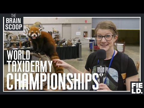 download lagu mp3 mp4 World Taxidermy Championships, download lagu World Taxidermy Championships gratis, unduh video klip World Taxidermy Championships