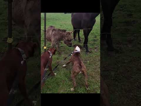 "Unbelievable Dogs: Hilarious Moments You Can’t Miss! 😂 #FunnyVideos #Shorts"