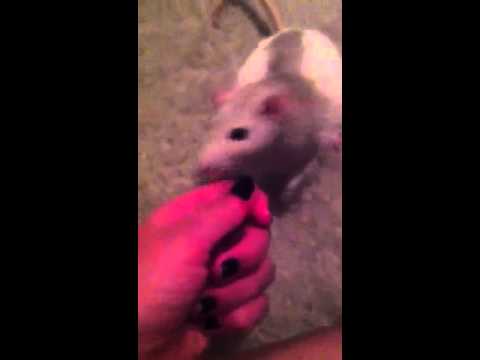 How to teach your rat to come to it's name