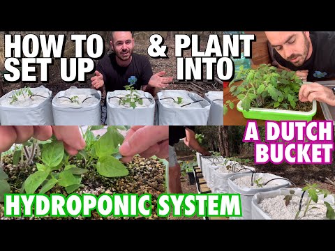 How to Set Up and Plant Into a Dutch Bucket Hydroponic System