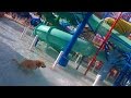 Dog Poops In A Water Park Super Pooper Sunday 37