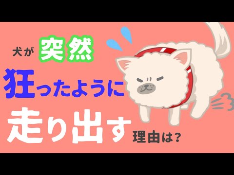 高齢犬が家の中を走り回るのはなぜ?