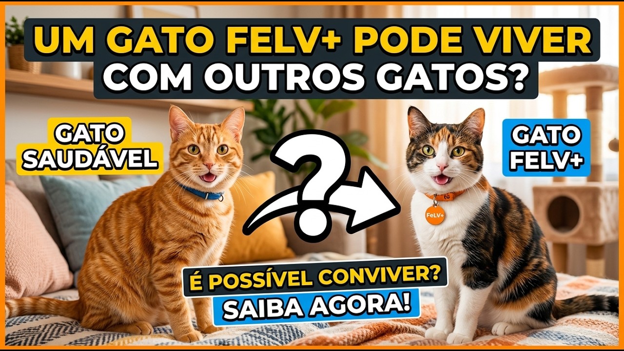 GATO FELV POSITIVO (LEUCEMIA FELINA) PODE CONVIVER COM OUTROS GATOS? - Gatil Hauser