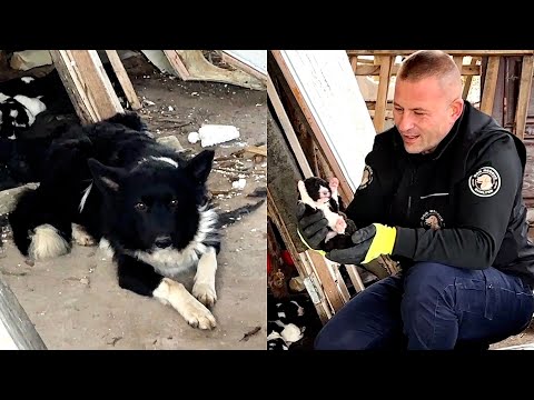 Abandoned mama dog leads us to her babies | Dog Rescue Shelter