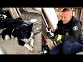 Abandoned Mama Dog Leads Us To Her Babies Dog Rescue Shelter