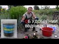 Удобрение для водяных лилий Waterlilia. Эксперимент с посадкой нимфей 