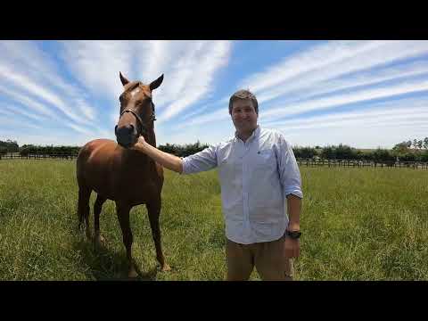 Haras Old Friends, 691 talking about horse racing