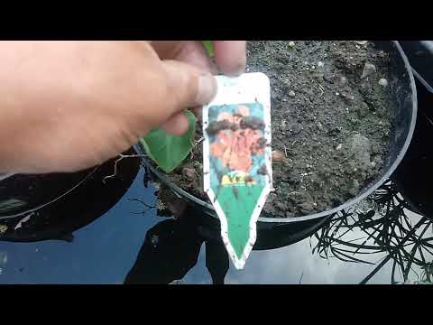 104#. Żywopłot z Kanny ( paciorecznika)