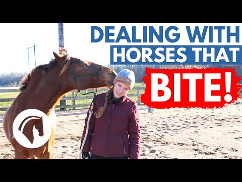 HORSES THAT BITE: How to Deal With a Horse That Bites