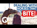 HORSES THAT BITE How To Deal With A Horse That Bites