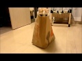 Cat in a Bag Hiding!