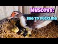 Muscovy Egg To Duckling Muscovy Duck Egg To Duckling Duckling Village Farm Andhra Pradesh