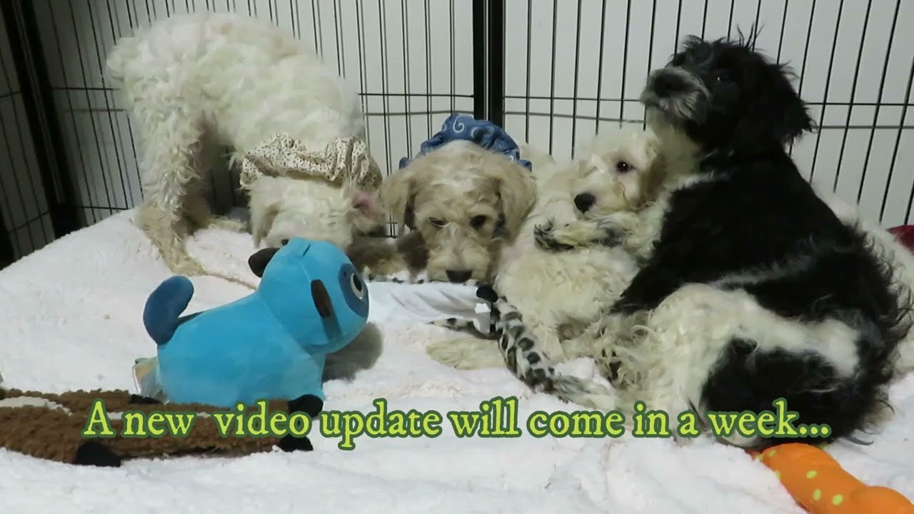 Sidney, a Adoptable mixed breed in Crown Point, IN video 3/6
