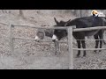 Donkey Knows Exactly How To Get Over This Fence
