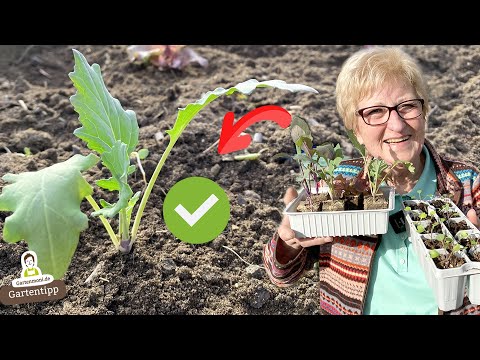 Avoid the 11 most common mistakes when planting vegetables == Plant correctly from now on!