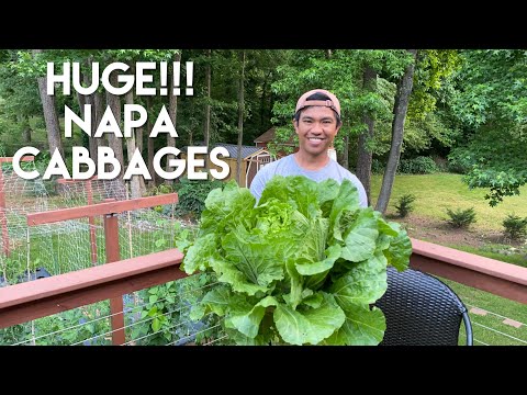 How I grow Big Napa Cabbages in the Spring Zone 7B