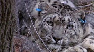 תיוג טורף בציד | נמר השלג: מעבר למיתוס | BBC Earth